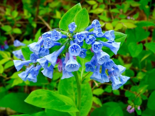 The Best Spring Flowers for Virginia Gardens