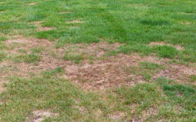 Preventing and Managing Common Lawn Diseases in Virginia