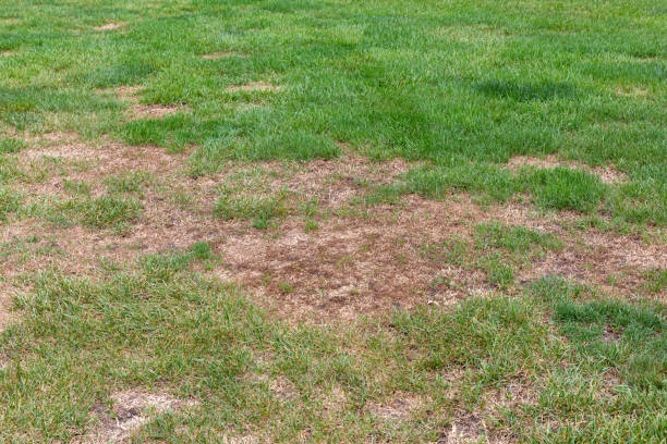 Preventing and Managing Common Lawn Diseases in Virginia