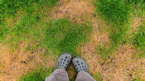  How to Revive a Sun Damaged Lawn