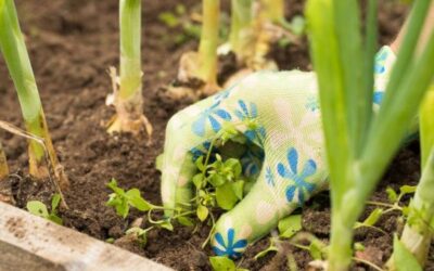 Late-Summer Weed Control Tips for Central Virginia Lawns