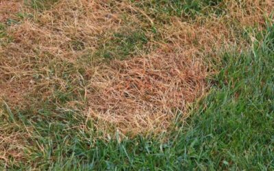 Protecting Your Lawn from Winter Salt Damage